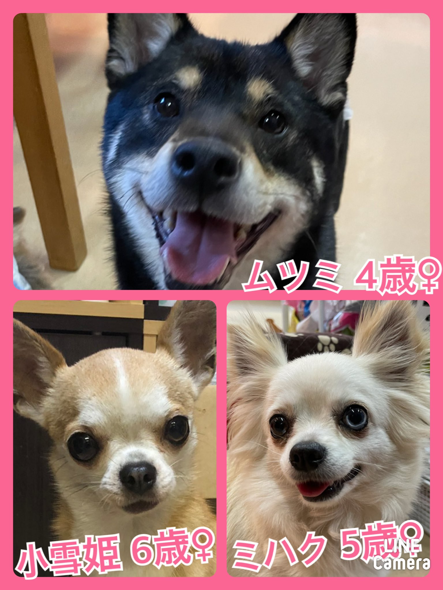 🐾今日の里親様募集中ワンコ🐶メンバーです🐾2021,5,20